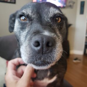 Meet your Posher, Cody